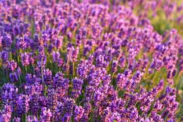 Close up, macro view of vibrant purple lavender flowers in soft evening sunlight. Golden light, delicate texture and fragrant essence of blooming plants in full summer. Natural background, lanscape