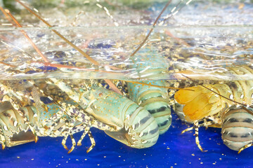 Fresh seafood fish, prawns and snakes swim in the tank for sales and cook at Asia local fresh market