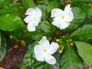 Close-up of a White Crape Jasmine Flower