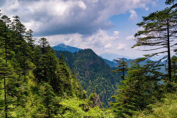 mountain landscape with trees