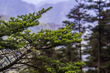 pine tree branches