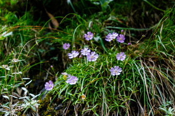flowers in the grass