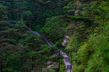 "森林里的步行道"可以翻译为 "Walking path in the forest."