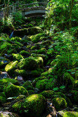 stream in the woods