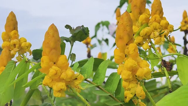 Senna alata and The Candle Bush with Healing Powers