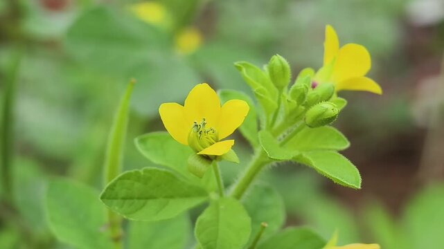 Cleome viscosa and The Wild Mustard Plant with Medicinal Wonders