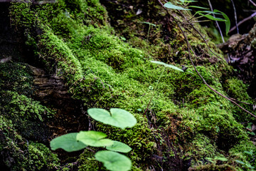 moss in the forest