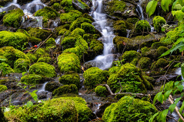 waterfall in the forest