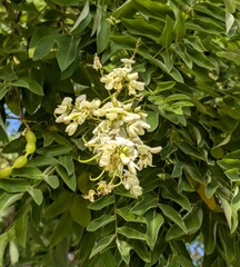 Vista de cerca de flores de árbol Sophora japonica en parque público