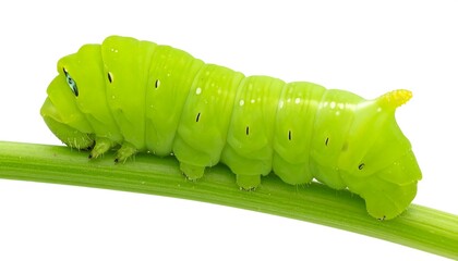 A macro shot showcases a vibrant green caterpillar, its segmented body detailed with tiny spots, perched atop a thin, green stalk. The caterpillar?s face has small blue markings. White background
