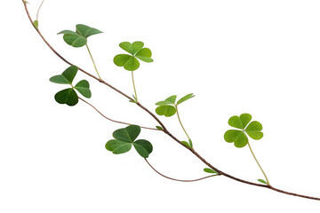 Obraz premium Green clover branch isolated on transparent background