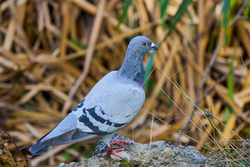 a racing pigeon resting after flying a long distance