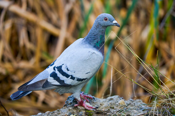 a racing pigeon resting after flying a long distance