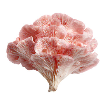 Pink mushroom grows under soft sunlight PNG