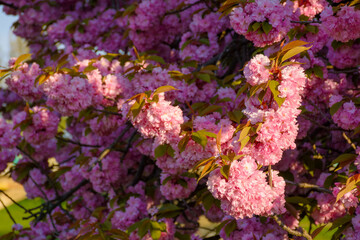 Obraz premium pink sakura blossom in spring. lush floral background for hanamy festival. beautiful garden in soft morning light. lush flower branch