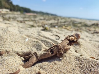 A small piece of driftwood on sand