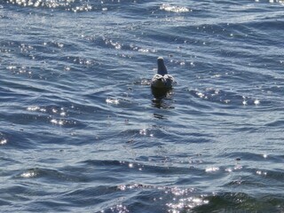 Fototapeta premium A seagull standing on a sunlit rock