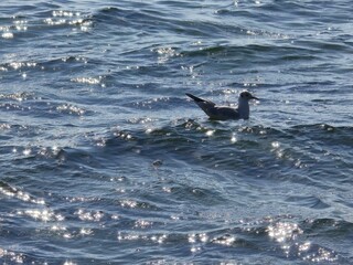 Fototapeta premium A seagull standing on a sunlit rock