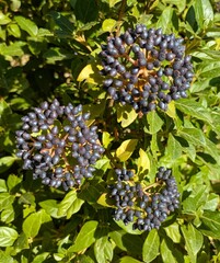 Vista de cerca de bayas y brotes de Viburnum tinus en jardín de parque urbano