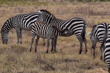 baby zebra is feeding from its mother