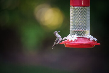 hummingbird feeding on feeder