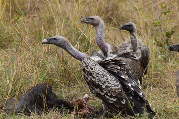 vulture eating in the wild