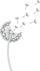 Dandelion Seeds Line Art Illustration