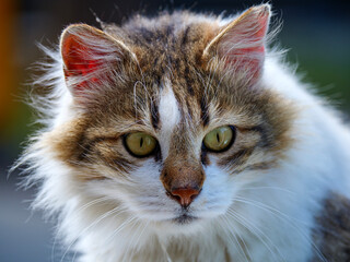 An intense close up portrait of a fluffy long haired cat with piercing green eyes The feline's face fills the frame showing the detailed texture of its white and brown fur and whiskers