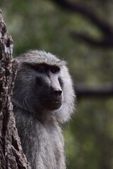 baboon sitting in the tree