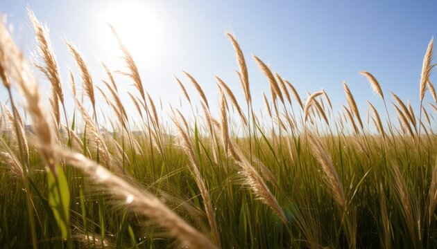 Bright Sunlit Grassfield with Tall Reeds and Clear Sky