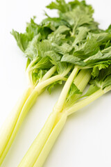 セロリ　白バック