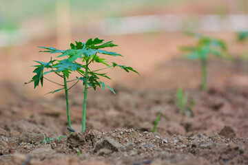 Small Papaya Plant in Farmland at the morning with background blur