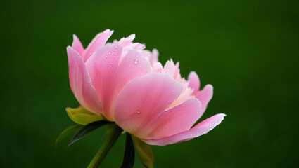 Fototapeta premium Delicate Pink Peony Blossom with Dew Drops, Soft Focus, Green Background, Floral Photography, Nature Image, Springtime Bloom