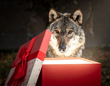 In einer Geschenkbox