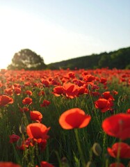 Obraz premium Vibrant red poppy field at sunrise