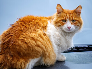 A beautiful ginger and white cat sitting on the roof of a dark car outdoors The domestic feline has bright orange fur and is looking curiously towards the camera in this portrait of a pet