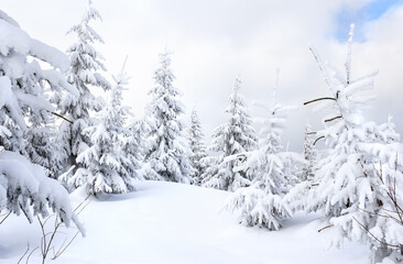 Christmas trees covered with frost and snow in the mountains against a cloudy sky