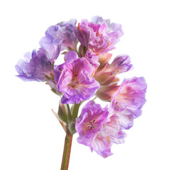 Purple and pink flower stem isolated on white background  
