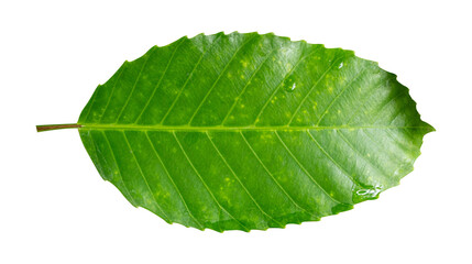 Green leaf isolated on transparent background. PNG Format