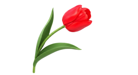 elegant red tulip 3d model perfect for spring animations and romantic designs, isolated on transparent background
