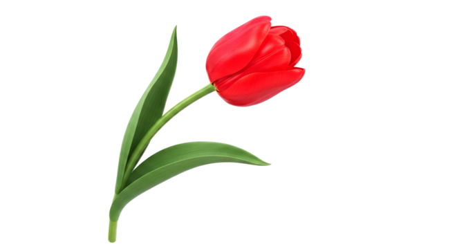 elegant red tulip 3d model perfect for spring animations and romantic designs, isolated on transparent background