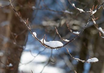 Tree branch with snow and drops of water