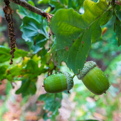 Acorns in the rain gathering strength before they fall