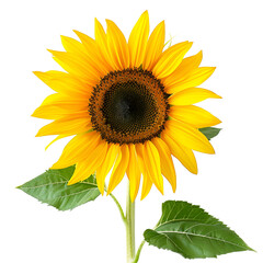 Obraz premium Bright yellow sunflower isolated on white background 