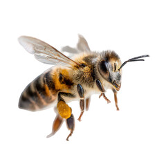 Honeybee in Flight with Pollen