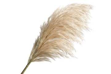 Soft pampas grass plume with delicate feathers against a stark black background
