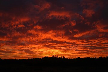 Fototapeta premium A fiery sunset colors the horizon with brilliant shades of orange and crimson, illuminating a faraway woodland with a gentle radiance.