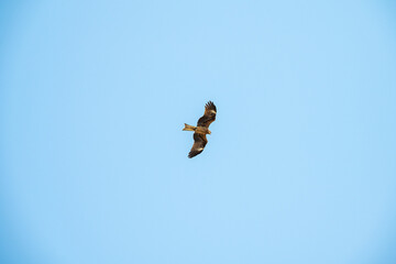 Soaring Hawk in Clear Blue Sky