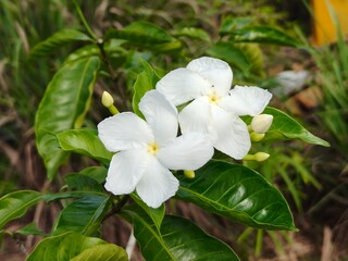 Close-up of a White Crape Jasmine Flower