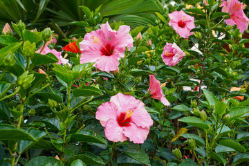Close-up of vibrant pink hibiscus flowers blooming among lush green leaves in a tropical garden.
